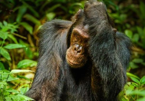 uganda---kibale-national-park---chimp-01