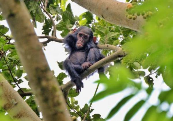 nyungwe-national-park-49198017201-o