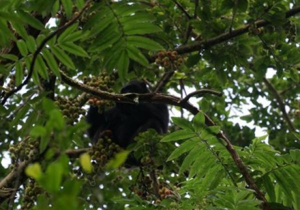 nyungwe-national-park-49198285452-o