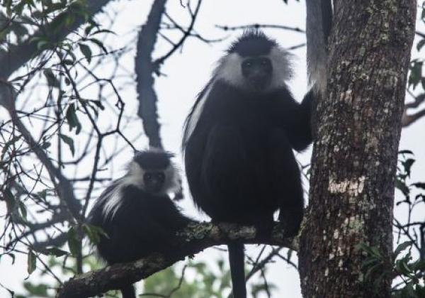 nyungwe-national-park-49198069213-o