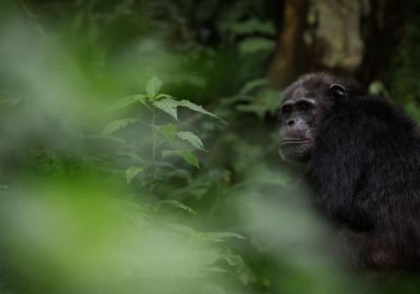 nyungwe-national-park-49198078028-o