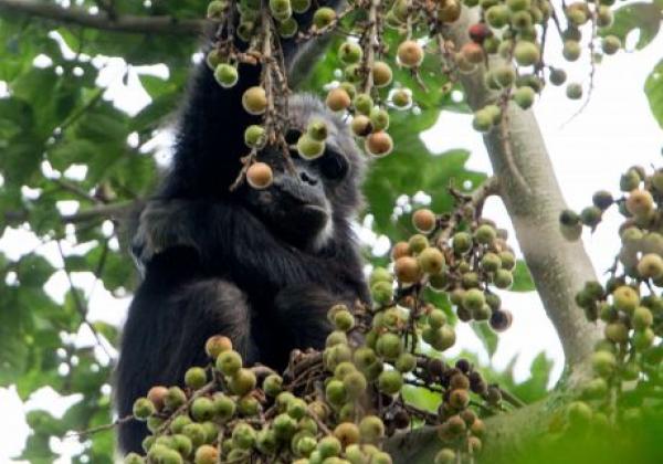 nyungwe-national-park-49198203167-o