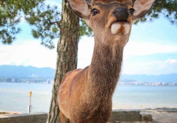 das-reh-war-in-miyajima.
