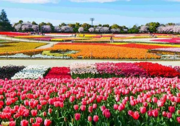 eine-schöne-blumenfarm-mit-einer-vielzahl-von-frühlingsblumen