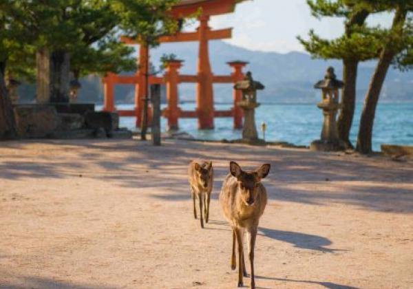 hirsche--insel-miyajima