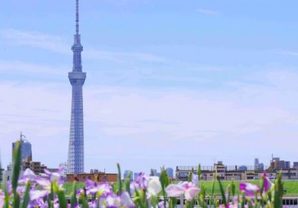 japan-tokyo-skytree-von-edogawa-aus-gesehen