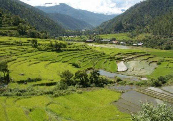 rice-fields