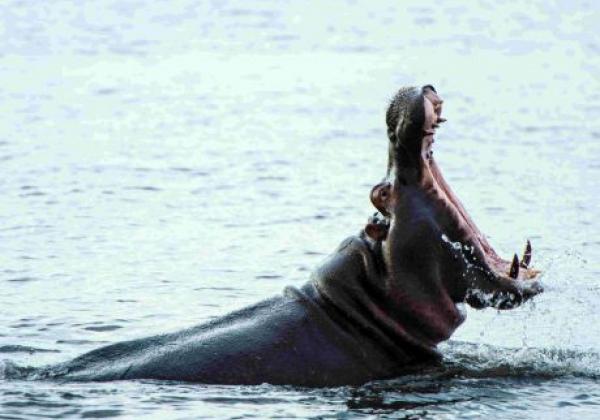 chobe-(2)