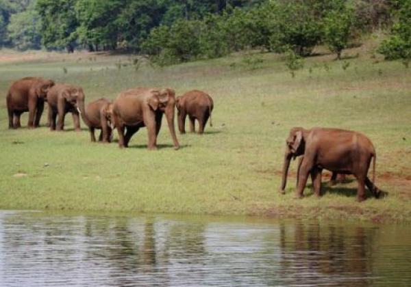 331---elefanten-periyar-800x504