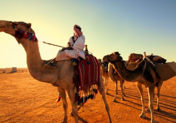 kamel-in-saudi-arabien-dessert