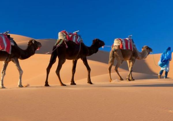 wüstenkamelzug,-wüste-sahara,-marokko