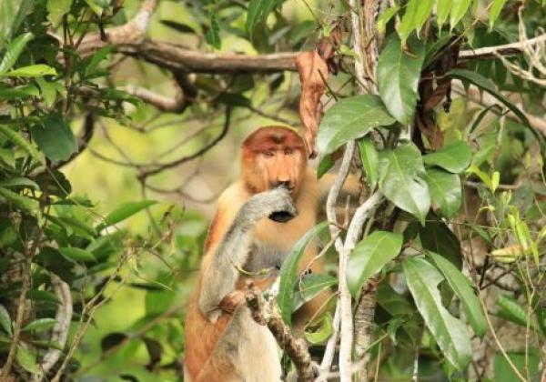 id-tanjung-puting-01-nose-monkey-tree-aneka---kopie