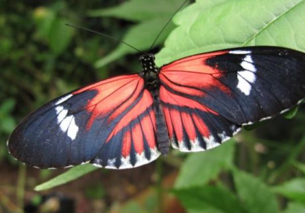 mindo-butterfly-1.jpg