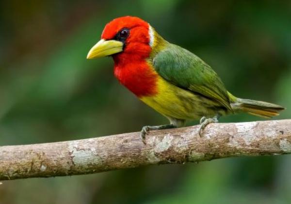 mindo-tandayapa-red-headed-barbet-fauna-20