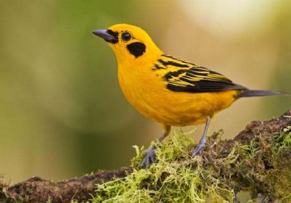 mindo-tandayapa-golden-tanager-fauna-11