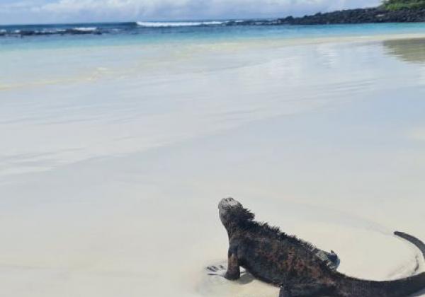 galapagos-santa-cruz-tortuga-bay-6