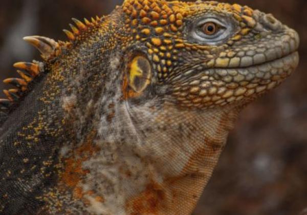 galapagos-land-iguana-(1)