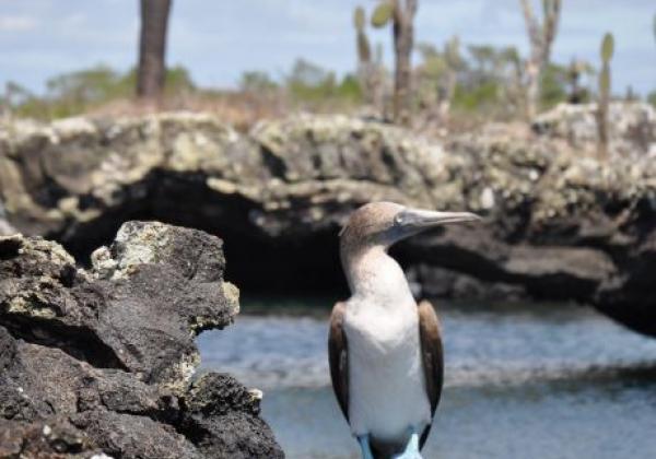 galapagos-blue-footed--booby-1.jpg