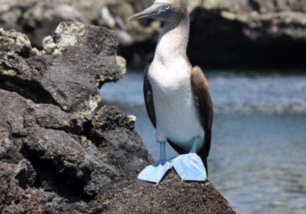 galapagos-blue-footed--booby-2.jpg
