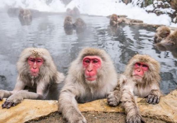 schneeaffen-in-jigokudani
