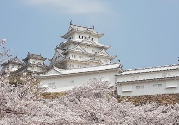 copy-of-himeji-burg-sakura