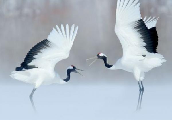 copy-of-kraniche-hokkaido