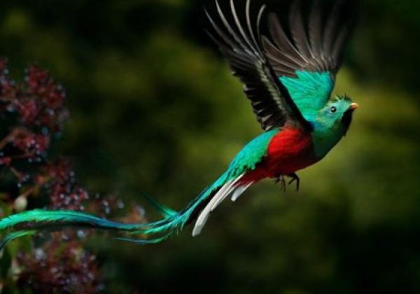 quetzal