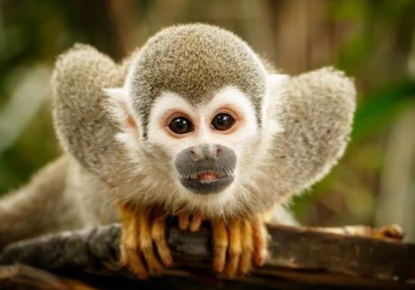 monkey