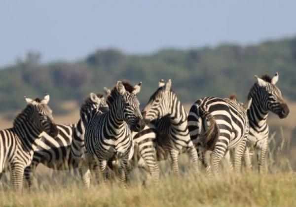 wildlife-img-0003.jpg