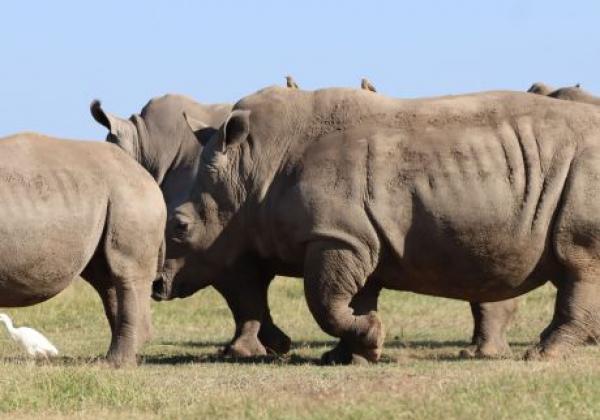 wildlife-img-0078.jpg