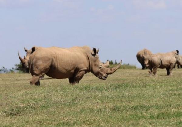 wildlife-img-0293.jpg