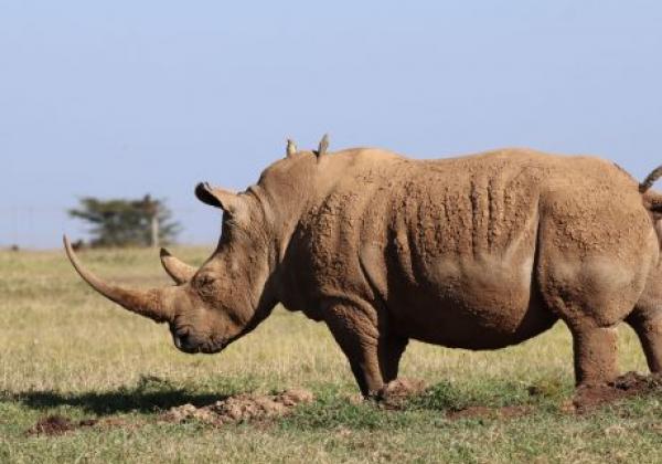 wildlife-img-0118.jpg