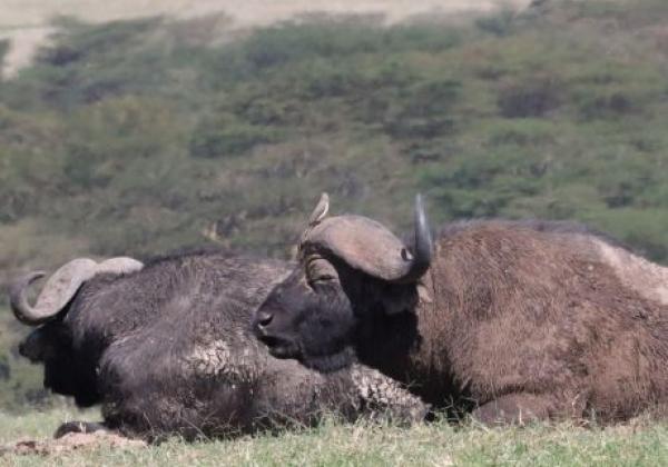 wildlife-img-0223.jpg