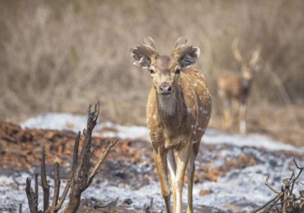 420-kabini