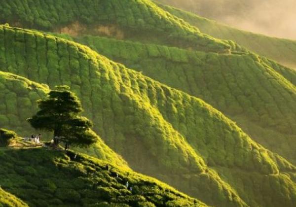 teeplantagen-800x447