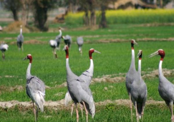 chambal-safari-lodge-4