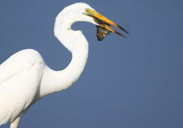 1024px-eastern-great-egret-at-kumana-national-park---sri-lanka