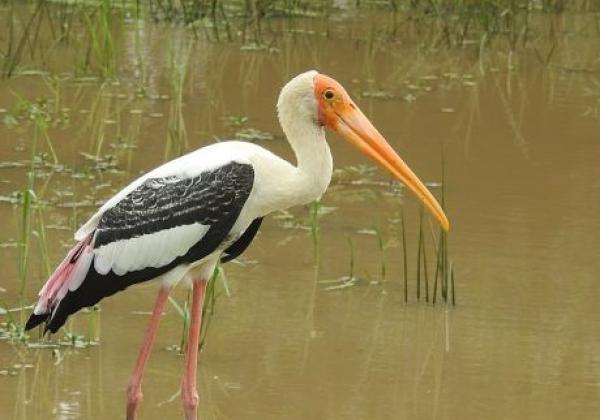 1024px-painted-stork-at-bundala-national-park