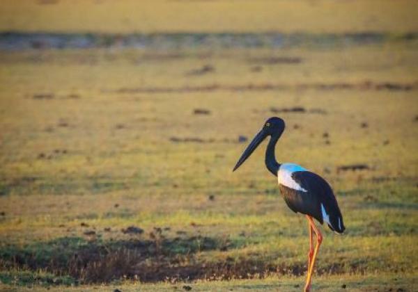 1024px-black-necked-stork-at-kumana-national-park