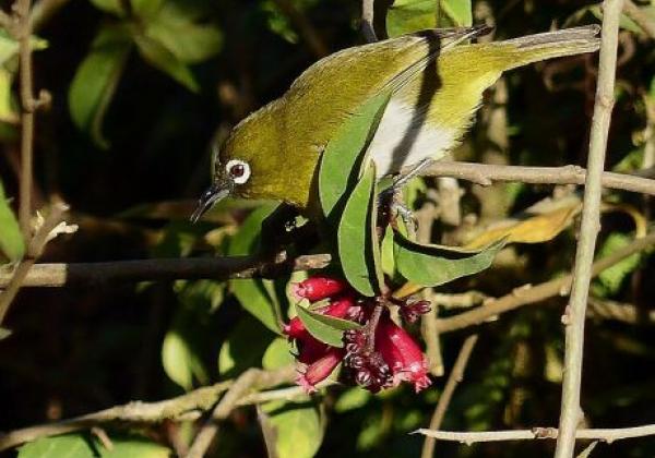 1024px-zosterops-ceylonensis-in-horton-plains-1
