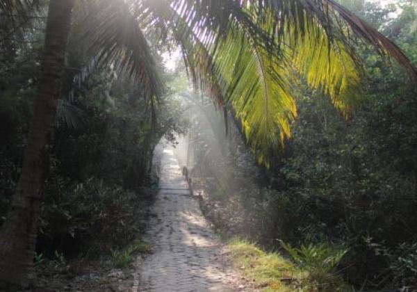 sundarban-walking-path