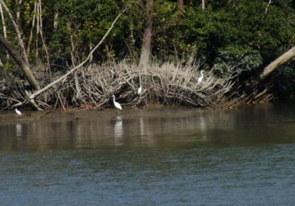 sundarban-13