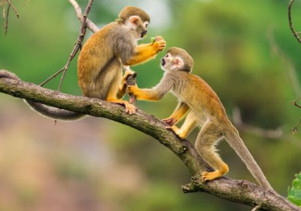 totenkopfäffchen-(saimiri-sciureus)