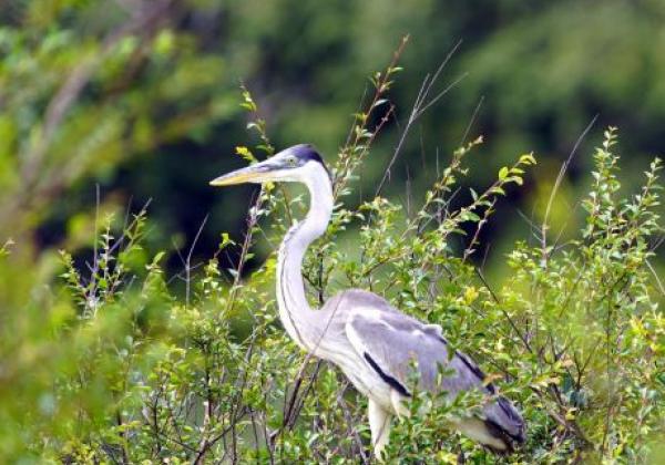 cocoi-heron-(ardea-cocoi)-ardeidae-family.-amazon-rainforest,-brazil