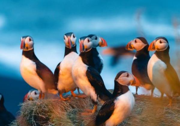 papageientaucher-in-norwegen