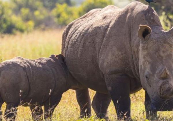 nashorn-im-solio-game-reserve-(1)