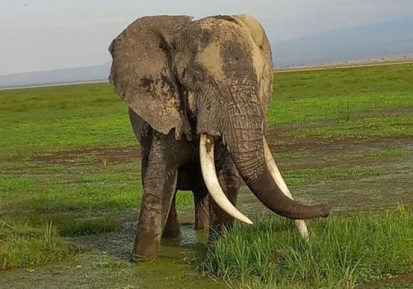 amboseli-(44)