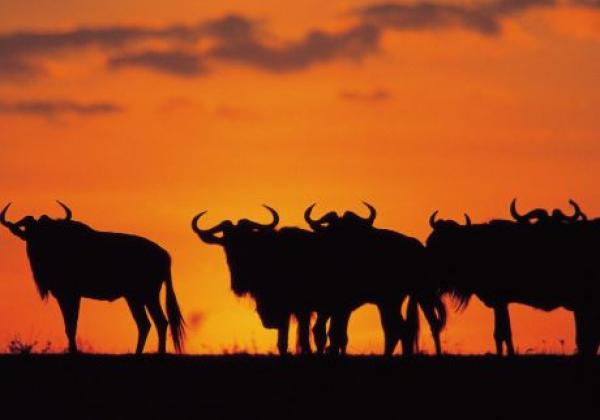 large-wildebeast-sunset---resized