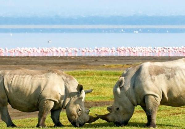 nakuru-rhinos