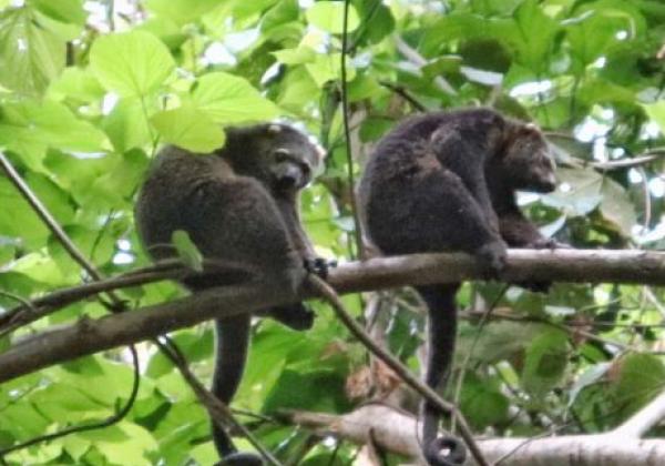 id-sulawesi-nord-tangkoko-kuskus-e